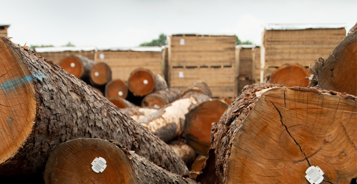 Why Does Dried Wood Absorb Moisture? - Hardwood Distributors Association