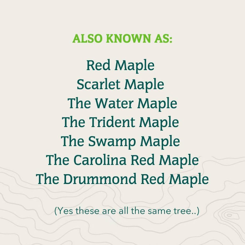 List of maple wood types