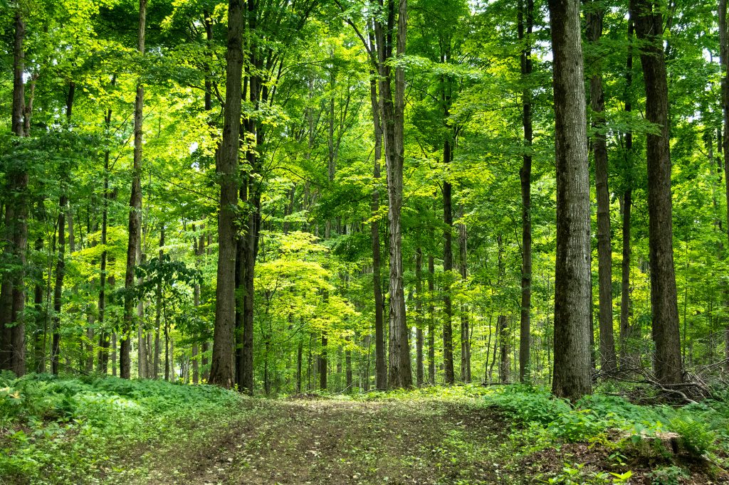 Forests absorb carbon and is stored in a tree's wood.